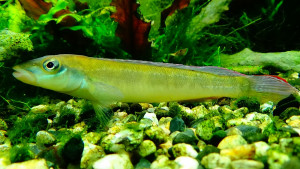 Teleocichla prionogenys