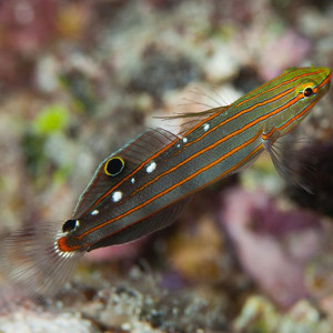 Amblygobius rainfordi