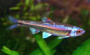 Notropis chrosomus   