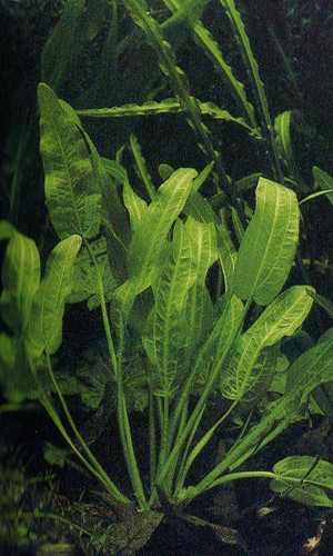 Echinodorus berteroi