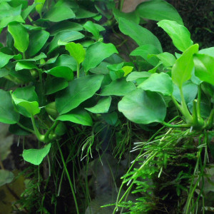 Anubias barteri var. nana