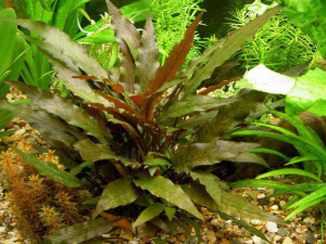 Cryptocoryne wendtii