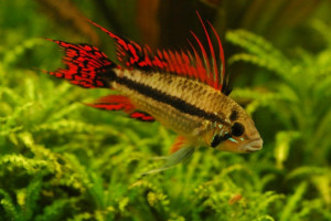 Apistogramma cacatuoides