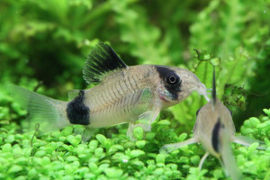 corydoras panda