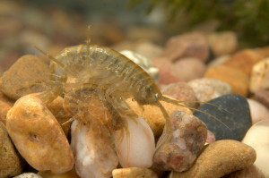 Gammarus pulex