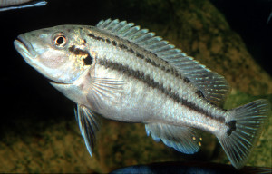 Melanochromis lepidiadaptes