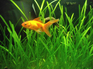 Poissons pour débutant en aquarium : définition et explications