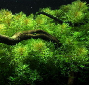 Myriophyllum scabratum