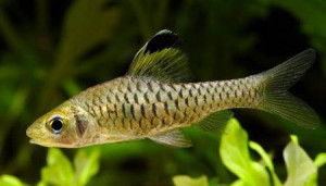 Oreichthys cosuatis