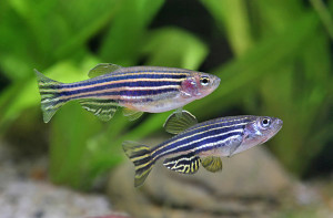 danio rerio