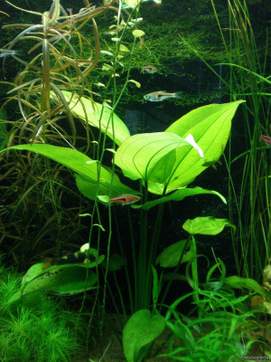 Echinodorus tunicatus