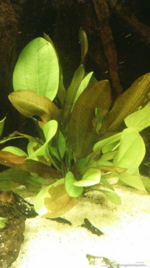 Echinodorus var. "Kleiner Bär"