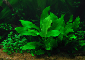 Echinodorus var. ''Gabrielii''