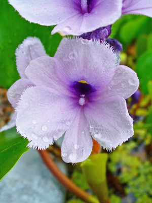 Eichhornia azurea