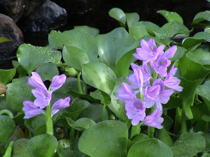 Eichhornia crassipes