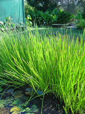 Eleocharis dulcis