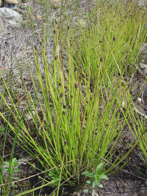 Eleocharis obtusa