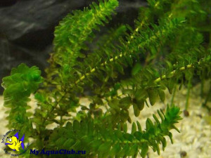 Elodea canadensis