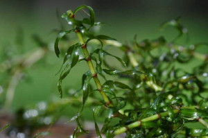 Elodea occidentalis