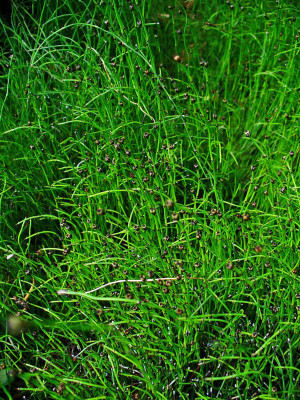 Equisetum scirpoides