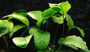 Anubias barteri var. barteri