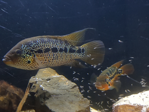 Parachromis Motaguensis