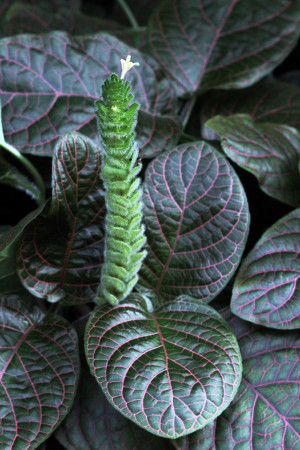 Fittonia argyroneura