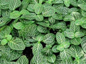 Fittonia verschaffeltii