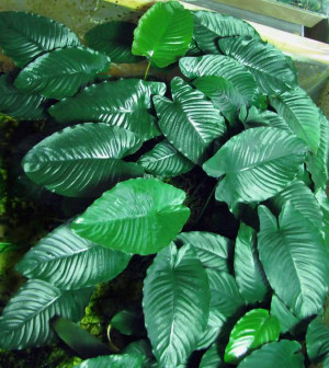 Anubias barteri var. caladiifolia