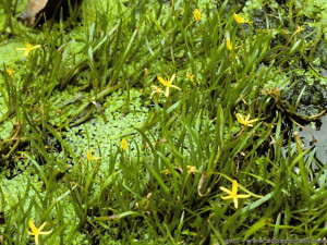 Heteranthera dubia