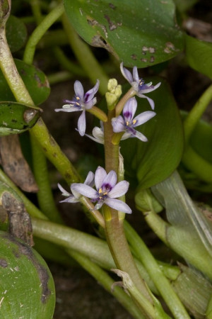 Heteranthera reniformis