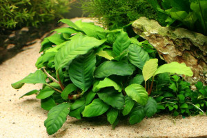 Anubias barteri var. Coffeefolia 