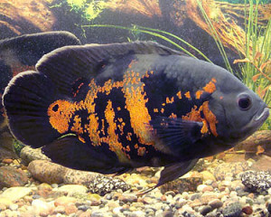 Astronotus ocellatus