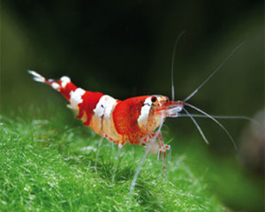 Caridina sp. crystal red