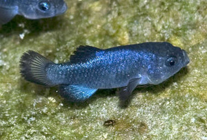 Cyprinodon Diabolis