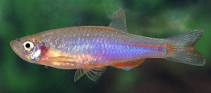 Danio albolineatus