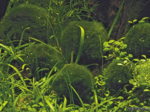 Aegagropila linnaei (ex Cladophora aegagropila)