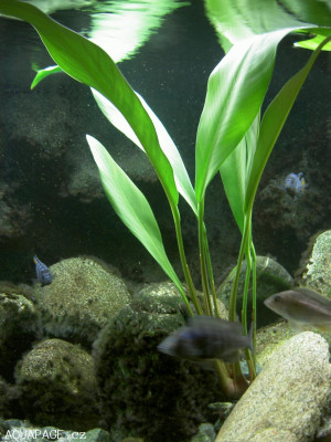 Anubias gigantea