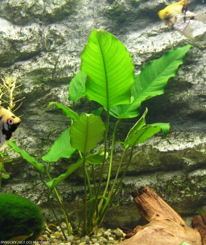 Anubias gilletii