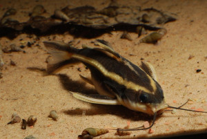 Platydoras costatus