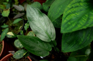 Cryptocoryne Lagenandra Meeboldii Green