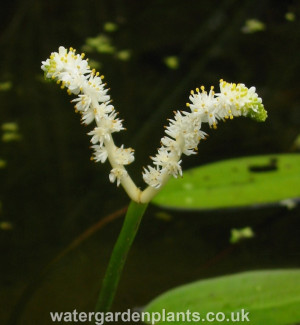 Aponogeton desertorum