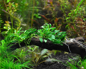 Anubias Barteri Var. Nana 'pangolino'