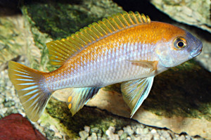 Gephyrochromis lawsi