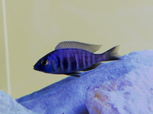 placidochromis sp. blue hongi