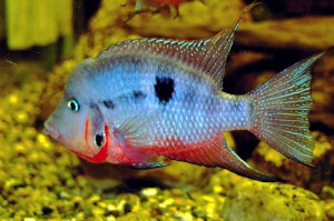 Thorichthys meeki