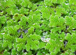 Azolla caroliniana