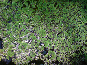 Azolla pinnata