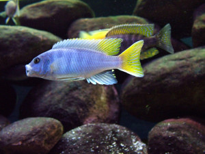 ZZ Pseudotropheus sp "acei"