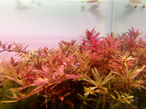 Rotala H'ra